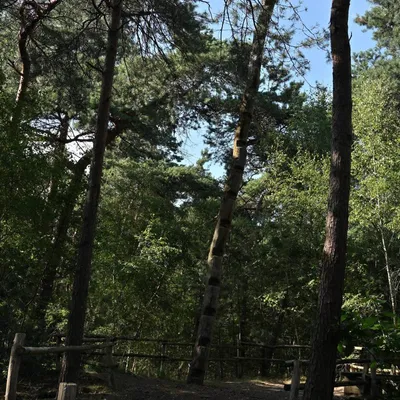 2025 07 17jul Stippelberg DeRips DSC 6947