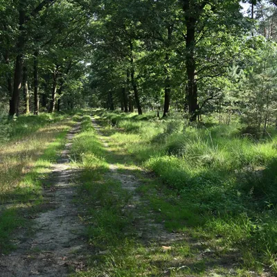 2025 07 17jul Stippelberg DeRips DSC 7032