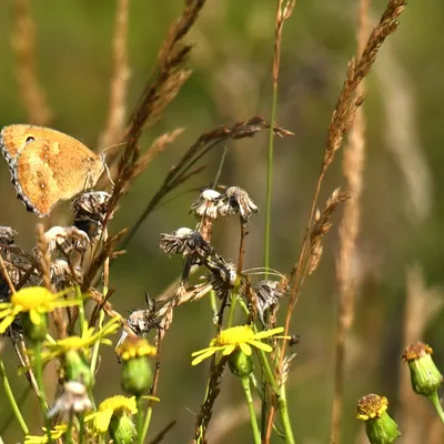 2025 07 27jul Wellerlooi OpdenHamer Zont NZ6III GK30 DSC 7094 02