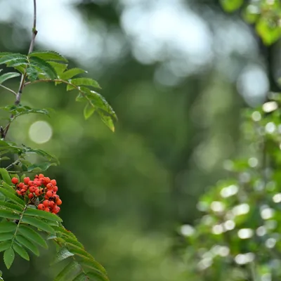 2025 07 27jul Wellerlooi OpdenHamer Zont NZ6III GK30 DSC 7100