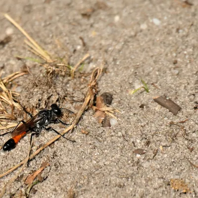 2025 07 27jul Wellerlooi OpdenHamer Zont NZ6III GK30 DSC 7270