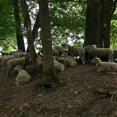 2025 07 27jul Wellerlooi OpdenHamer Zont NZ6III GK30 DSC 7278