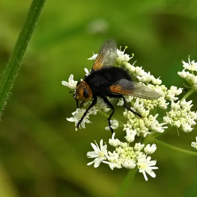 2025 07 27jul Wellerlooi OpdenHamer Zont NZ6III GK30 DSC 7317