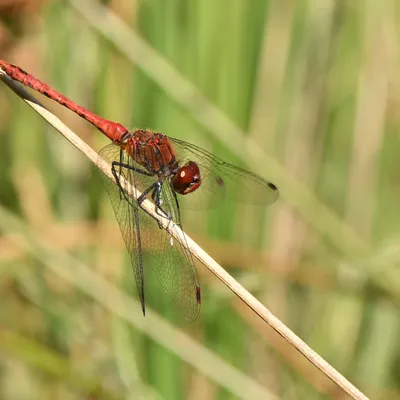 2025 08 24aug mi Belversven Oisterwijk Zont RAW ND500 U DSC 8370