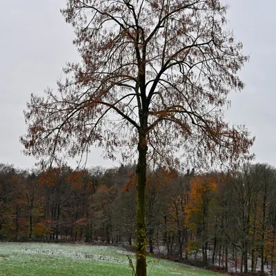 2025 11 23nov Oosterbeek Hemelsberg Ab 05