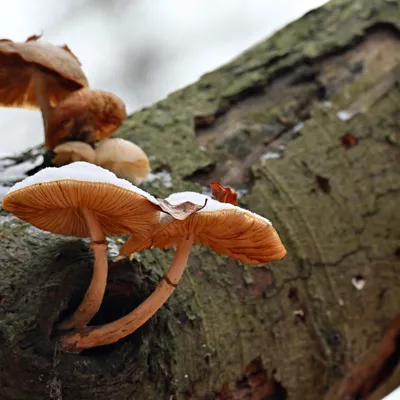 2025 11 23nov Oosterbeek Hemelsberg Ab 08