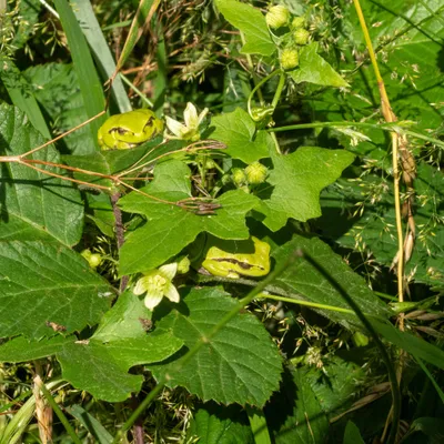 Boomkikkers De Doorst