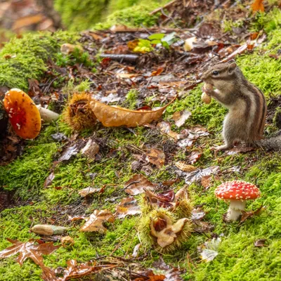 Grondeekhoorn Tilburg