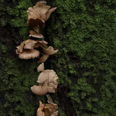 Ab van der Meij 2023 12 17dec Kroondomein HetLoo 4527