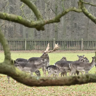 Ab van der Meij 2023 12 17dec Kroondomein HetLoo 4530