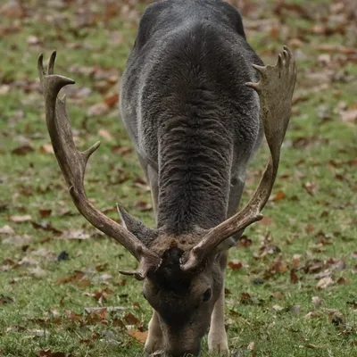 Ab van der Meij 2023 12 17dec Kroondomein HetLoo 4547