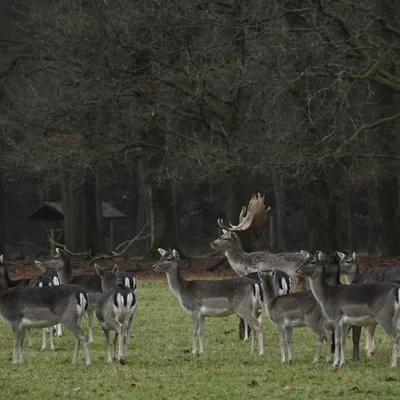 Ab van der Meij 2023 12 17dec Kroondomein HetLoo 4554