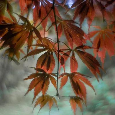 Belmonte Arboretum 2025.2