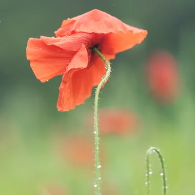 Belmonte Arboretum 2025.3