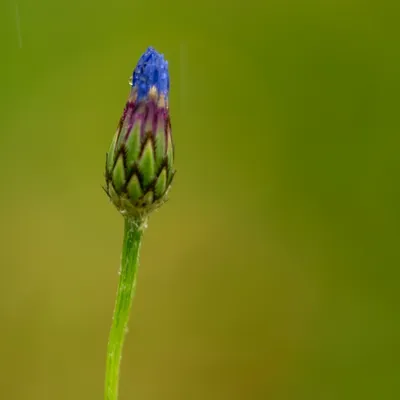 Belmonte Arboretum 4787