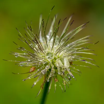 Belmonte Arboretum 4852