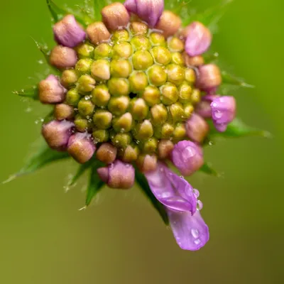 Belmonte Arboretum 4853