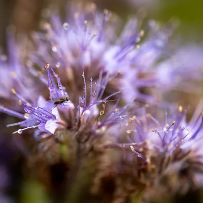 Belmonte Arboretum 4895