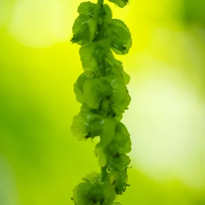 Belmonte Arboretum 4904