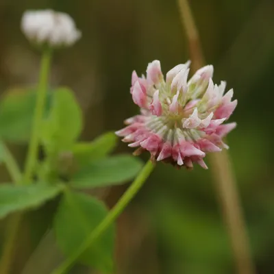 Binnenveldse Hooilanden 210724 Bennekom 48A0206
