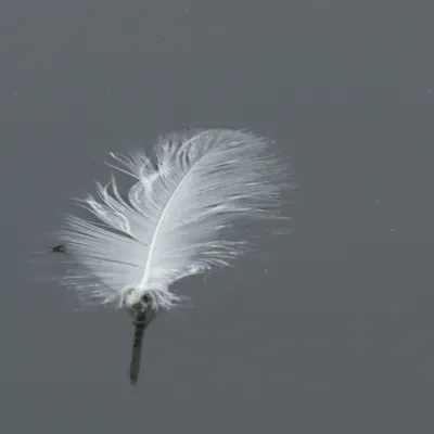 Binnenveldse Hooilanden 210724 Bennekom 48A0240