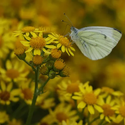Binnenveldse Hooilanden 210724 Bennekom 48A0266