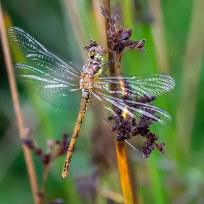 Binnenveldse Hooilanden Bennekom 3468