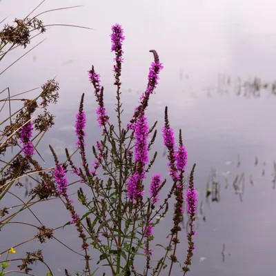 Binnenveldse Hooilanden Bennekom 3509