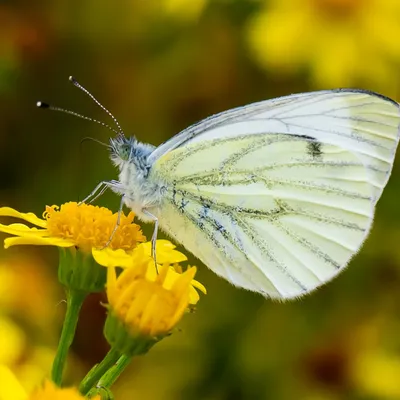 Binnenveldse Hooilanden Bennekom 3570