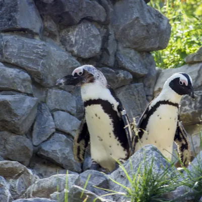 burgers zoo 230619 arnhem mg 6683 1