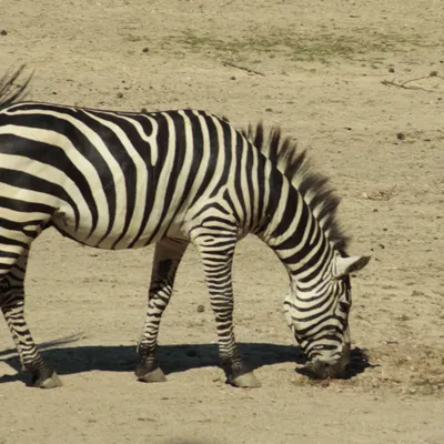 burgers zoo 230619 arnhem mg 6700 1