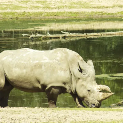 burgers zoo 230619 arnhem mg 6723 1