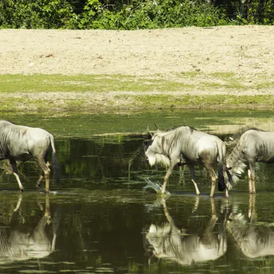 burgers zoo 230619 arnhem mg 6729 1