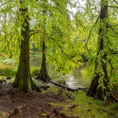Grondeekhoorn Tilburg
