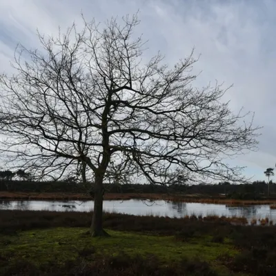 DSC 0209 HatertseVennen017a