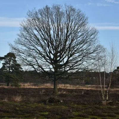 DSC 0215 HatertseVennen019a