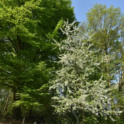 DSC 1205 ElyzeeseVelden Nijmegen 001