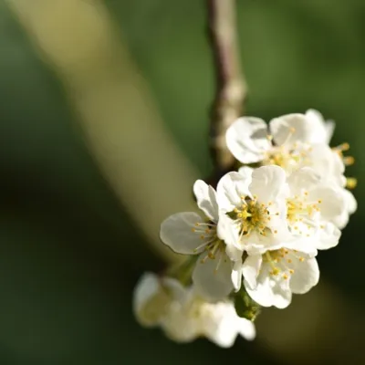 DSC 1211 ElyzeeseVelden Nijmegen 003