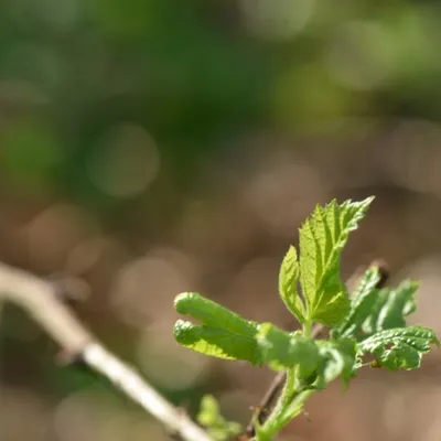 DSC 1212 ElyzeeseVelden Nijmegen 004