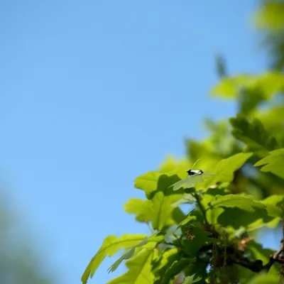 DSC 1252 ElyzeeseVeldenNijmegen0051 22apr2018 gew01a07