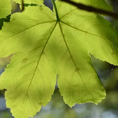 DSC 1260 ElyzeeseVelden Nijmegen 011