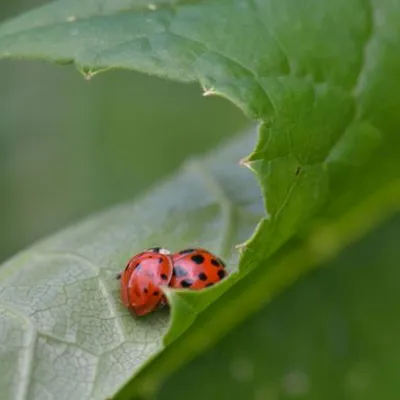 DSC 5393 kopi C3 ABren 2