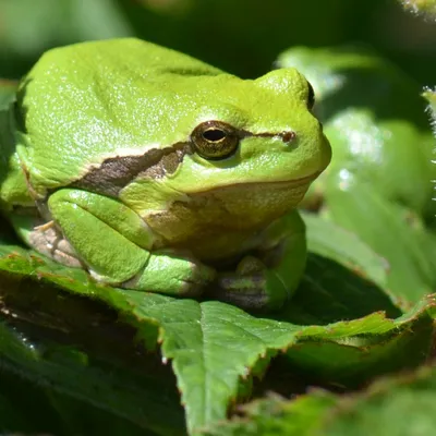 DSC 5441 kopi C3 ABren