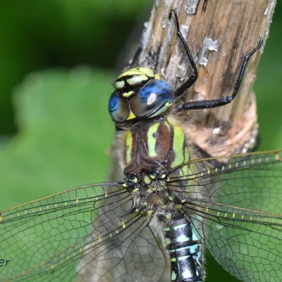 DSC 5549 kopi C3 ABren 3