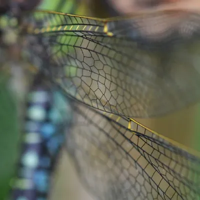 DSC 5578 kopi C3 ABren