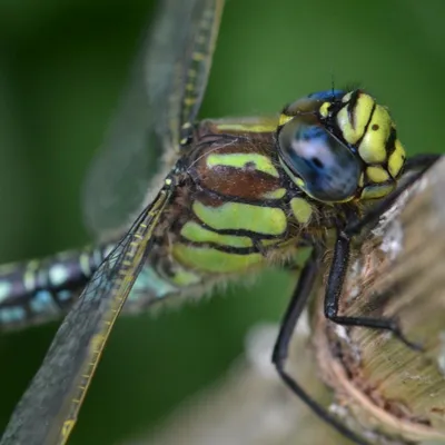 DSC 5592 kopi C3 ABren