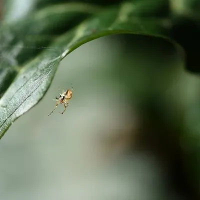 DSC 6179 kopi C3 ABren