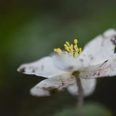 DSC 6186 kopi C3 ABren