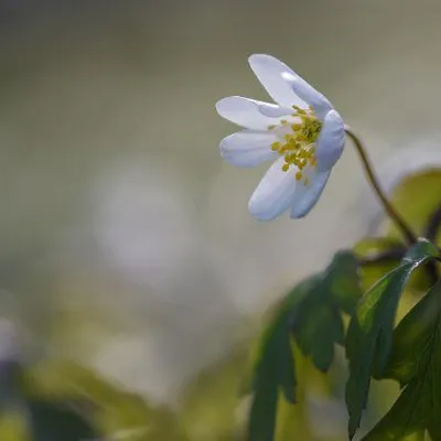 DSC 6215 kopi C3 ABren