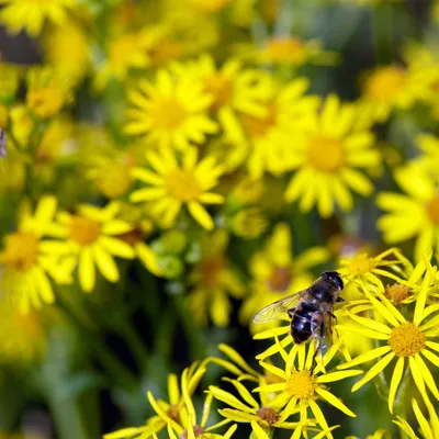 DSC 7102 gew01L02a crop